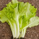 CHINESE CABBAGE Tokyo Bekana 50 Seeds