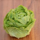 MINI LETTUCE BUTTERHEAD 125 Seeds