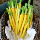 Carrot SOLAR YELLOW 50 Seeds