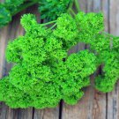 PARSLEY Moss Curled 100 Seeds