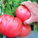 Tomato BRANDYWINE PINK 10 Seeds