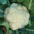 Cauliflower ALL YEAR ROUND 70 Seeds