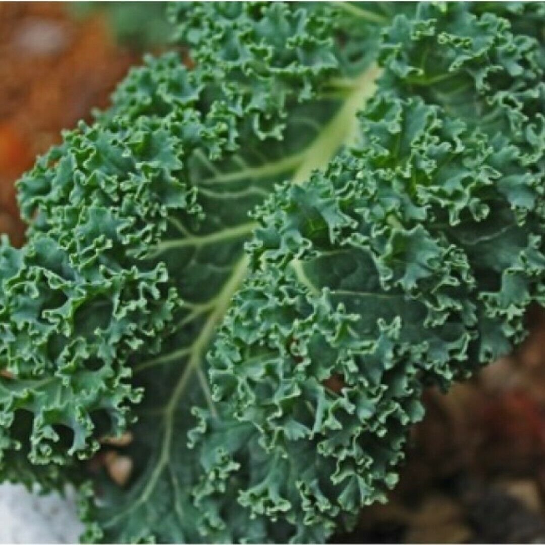 KALE 'Dwarf Blue Curled' 100 Seeds