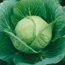 CABBAGE Golden Acres 100 Seeds