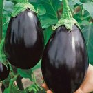 EGGPLANT Black Beauty 15 Seeds