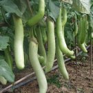 Eggplant LOUISIANA 15 Seeds