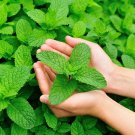 MINT PEPPERMINT 50 Seeds