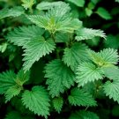 STINGING NETTLE 100 Seeds