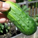 Cucumber NATIONAL PICKLING 10 Seeds
