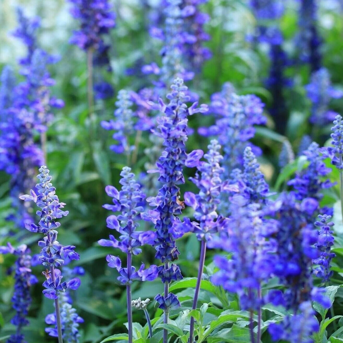 SALVIA BLUE BEDDER 60 Seeds