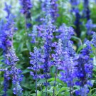 SALVIA BLUE BEDDER 60 Seeds