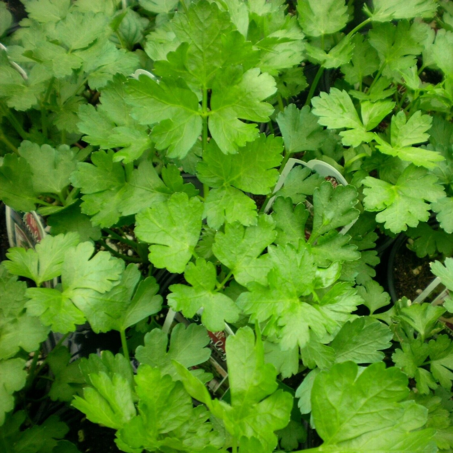 Japanese parsley