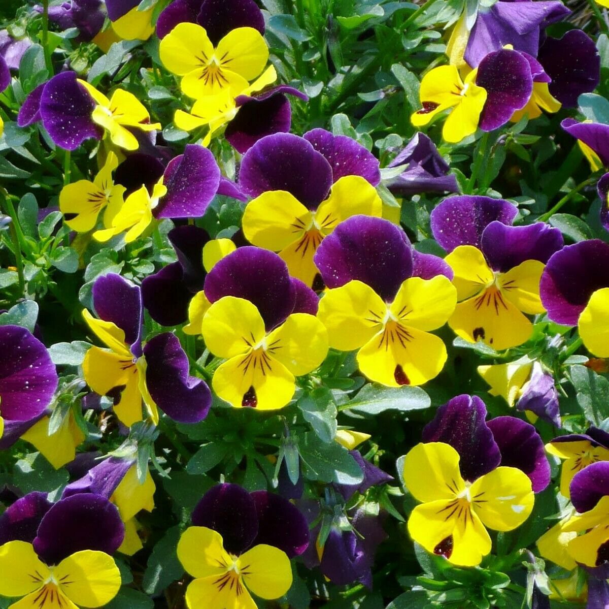 PANSY Viola Bambini Mixed 60 Seeds