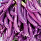 EGGPLANT 'Ping Tung' 15 Seeds