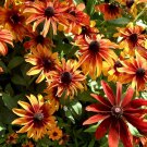 RUDBECKIA AUTUMN COLOURS 10 Seeds