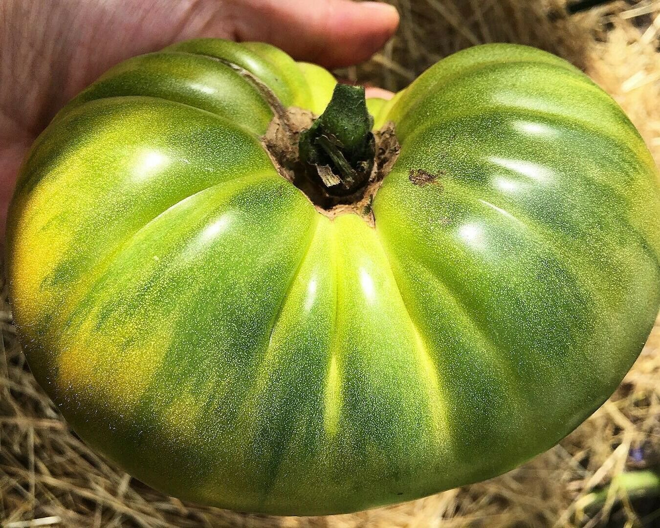 Tomato EVERGREEN 15 Seeds