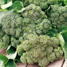 BROCCOLI Calabrese EARLY 50 Seeds