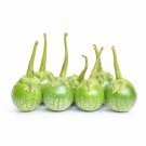 Eggplant THAI ROUND GREEN 15 Seeds