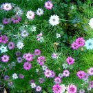 NIGELLA Love in a Mist 65 Seeds