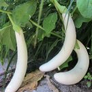 Eggplant ORIENTAL WHITE 15 Seeds