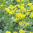 RUE 30 Seeds