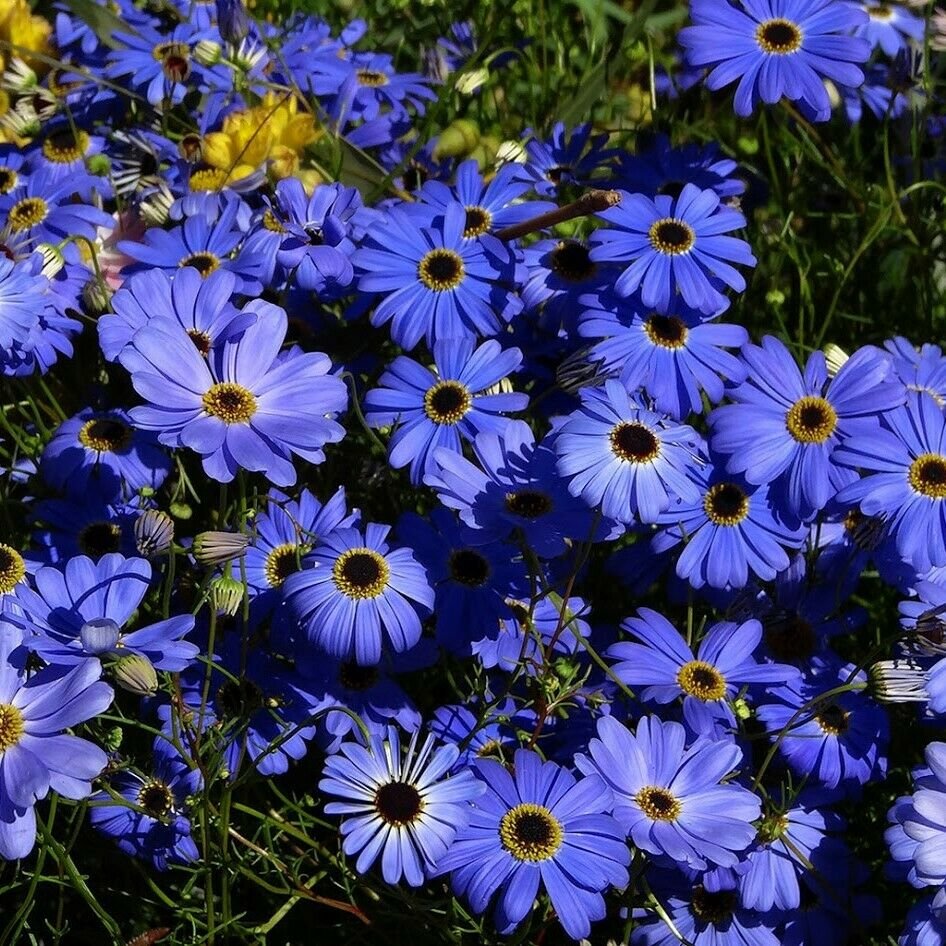 SWAN RIVER DAISY Blue Splendour 300 Seeds