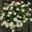 SWAN RIVER DAISY WHITE Splendour 300 Seeds