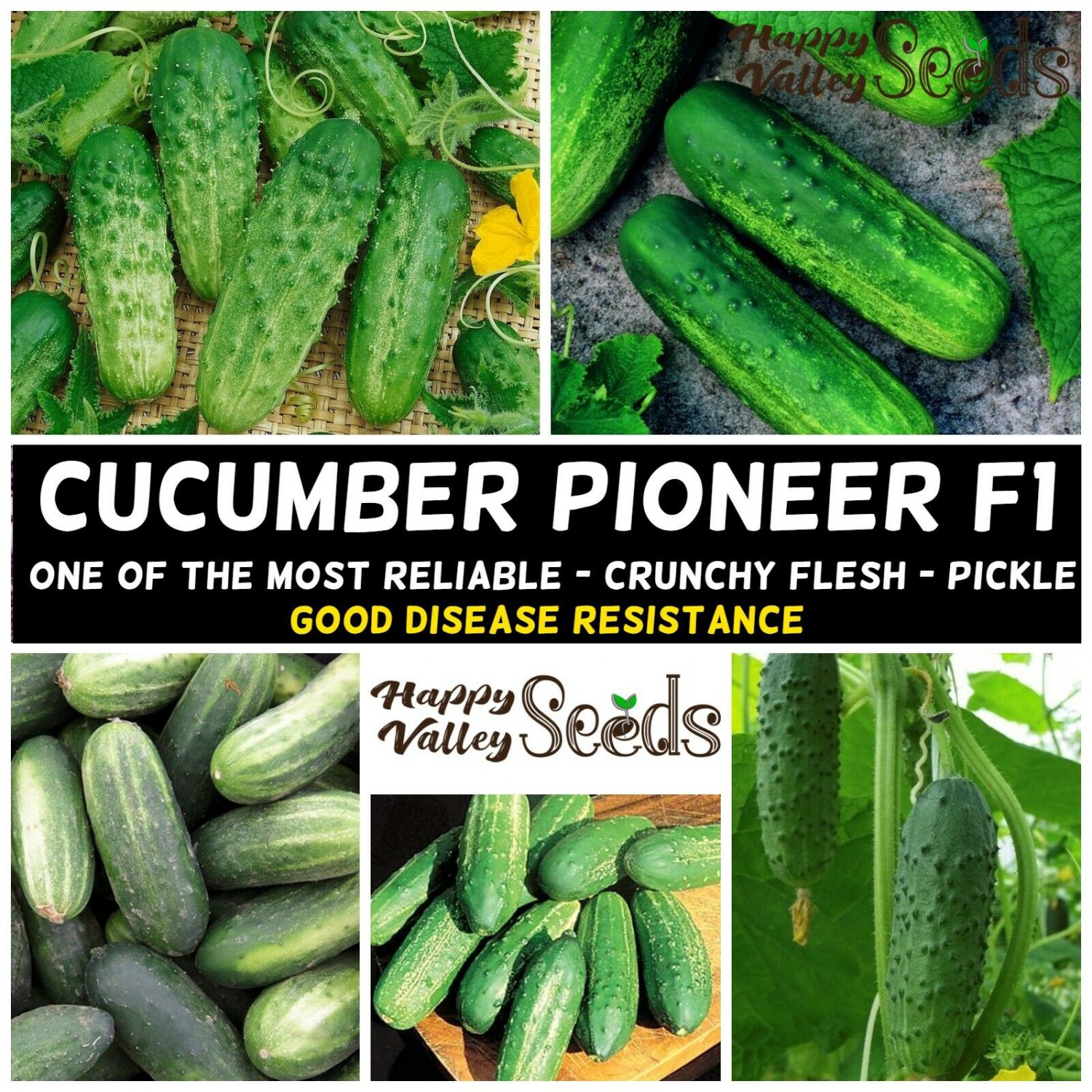 CUCUMBER Pioneer F1 10 Seeds