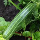 Zucchini 'COCOZELLE' 10 Seeds
