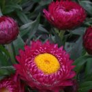 EVERLASTING DAISY BRIGHT ROSE 150 Seeds