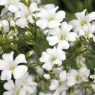 BABYS BREATH Mix 300 Seeds