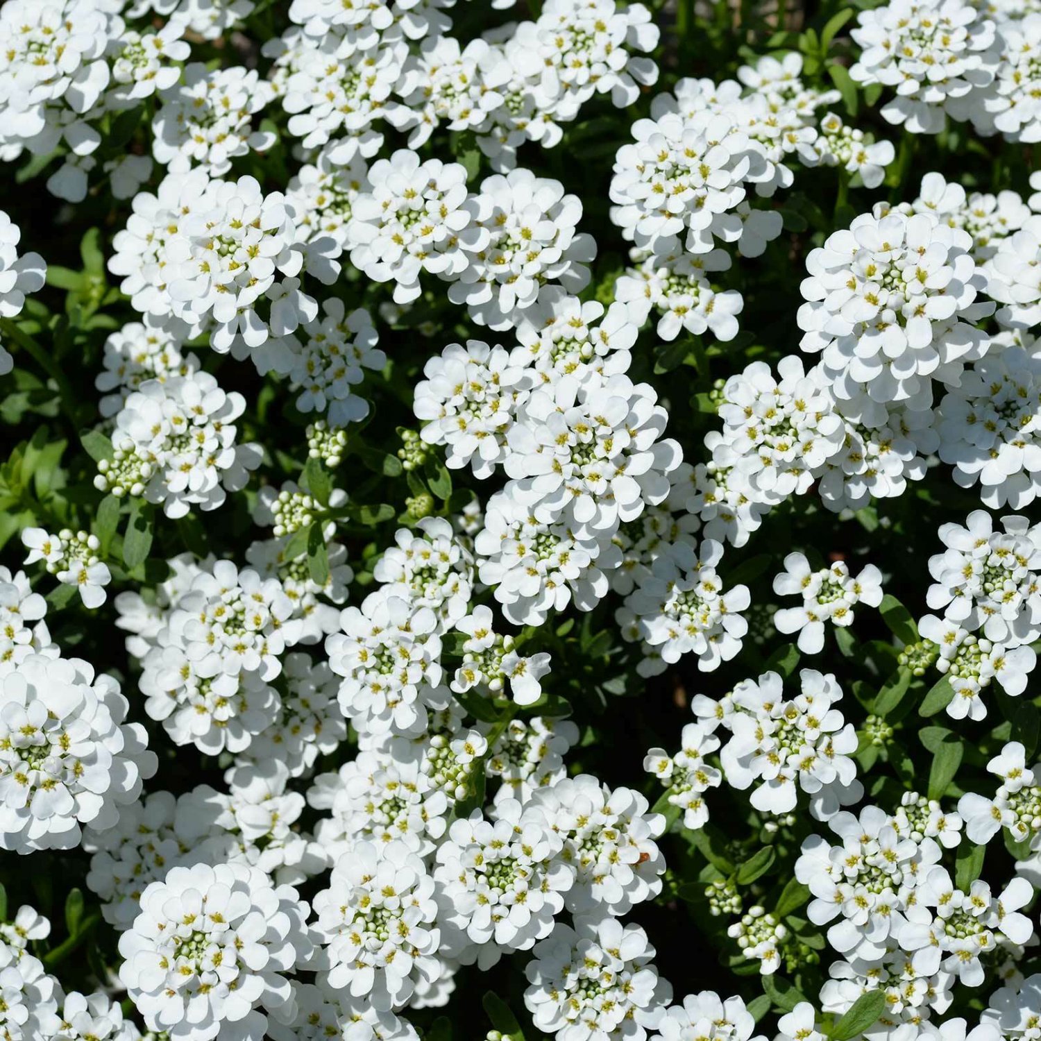 Candytuft EMPRESS WHITE 75 Seeds