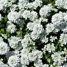 Candytuft EMPRESS WHITE 75 Seeds