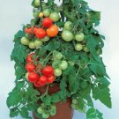 TOMATO TOTEM 15 Seeds