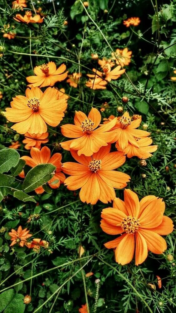 COSMOS 'Bright Lights' 30 seeds