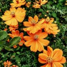 COSMOS 'Bright Lights' 30 seeds