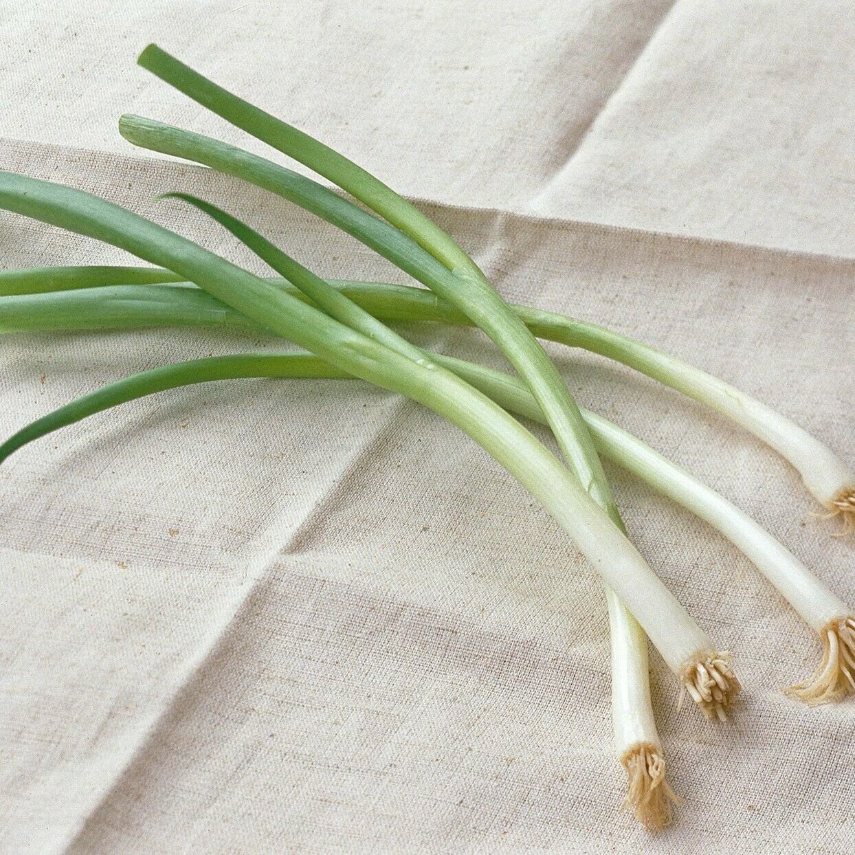 BUNCHING ONION Straight Leaf 120 Seeds