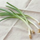BUNCHING ONION Straight Leaf 120 Seeds