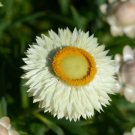 EVERLASTING DAISY WHITE 120 Seeds