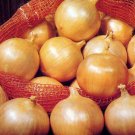 Onion YELLOW SPANISH EARLY 150 Seeds