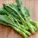 Chinese Broccoli KAILAAN 100 Seeds