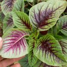 AMARANTH Greens BI-COLOUR 125 Seeds
