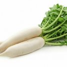 RADISH Tokinishi 80 Seeds