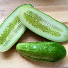 Cucumber BOSTON PICKLING 15 Seeds