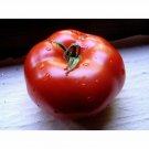 Tomato BURNLEY BOUNTY 15 Seeds