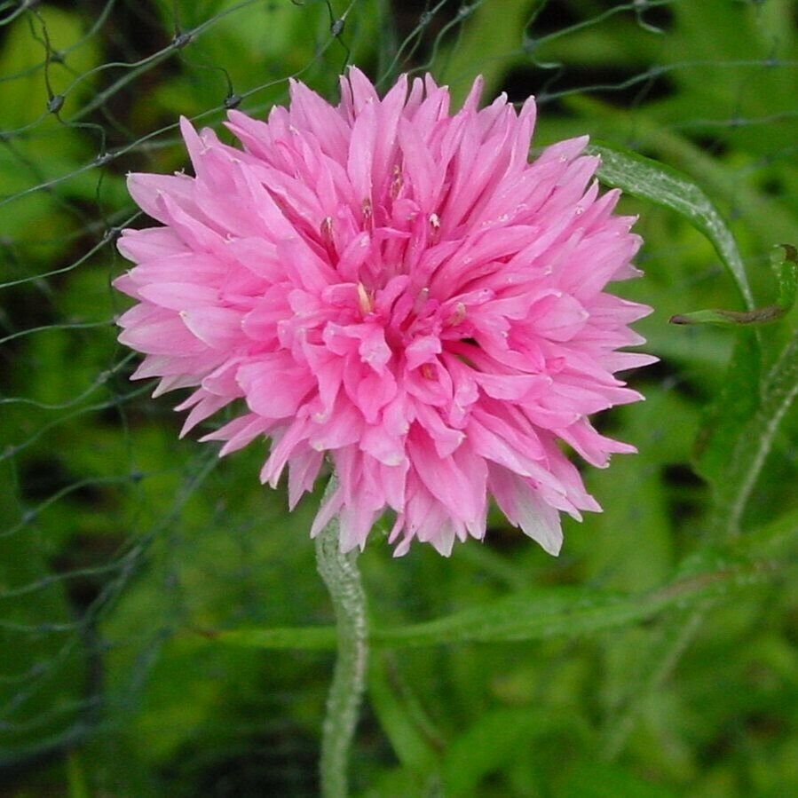 CORNFLOWER PINK 80 Seeds