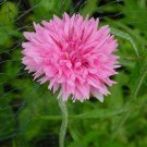 CORNFLOWER PINK 80 Seeds