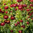 EVERLASTING DAISY PURPLE RED 120 Seeds