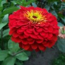 ZINNIA Cherry Queen RED 40 Seeds