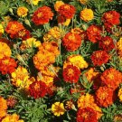 MARIGOLD Sparky Mixed 50 Seeds